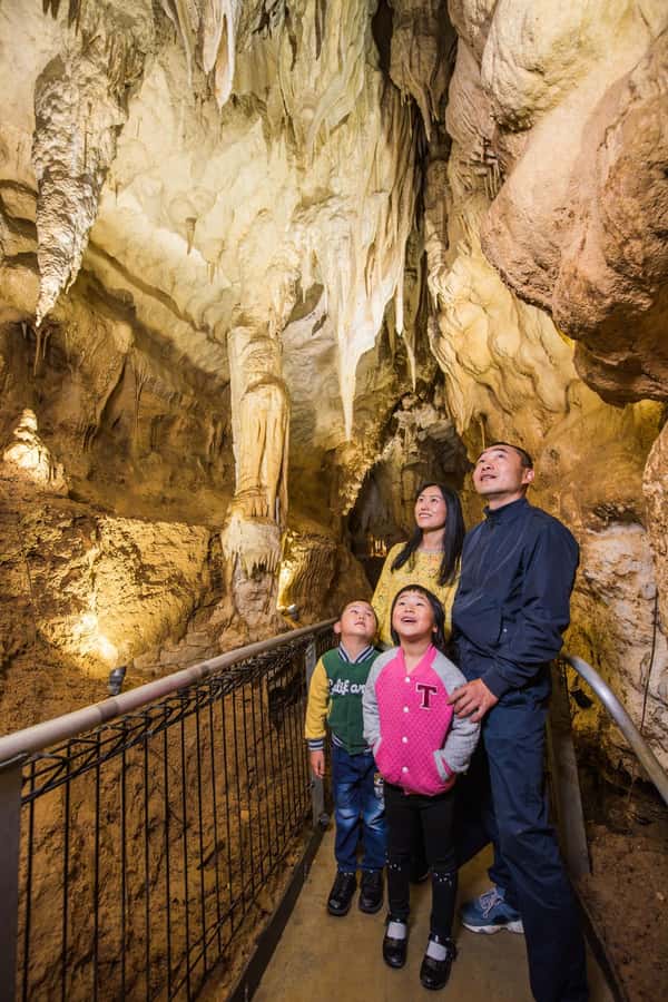 From Auckland: Day Trip to Waitomo Glow Worm Caves - Should You Book This Auckland To Waitomo Glowworm Tour?