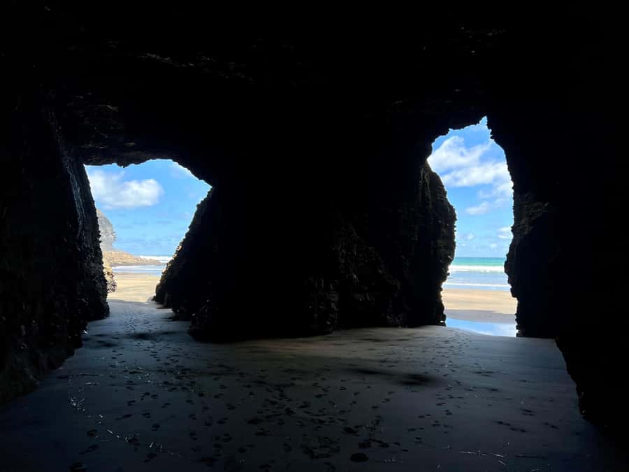 From Auckland: Guided Tour of Piha with Scenic Beach Walks - Native birds, penguins, seals, and sea lions: your realistic wildlife chances