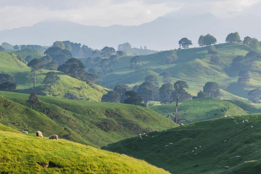From Auckland: Hobbiton Movie Set Day Tour with Picnic Lunch - Who This Tour Is Best For, and Who Should Reconsider