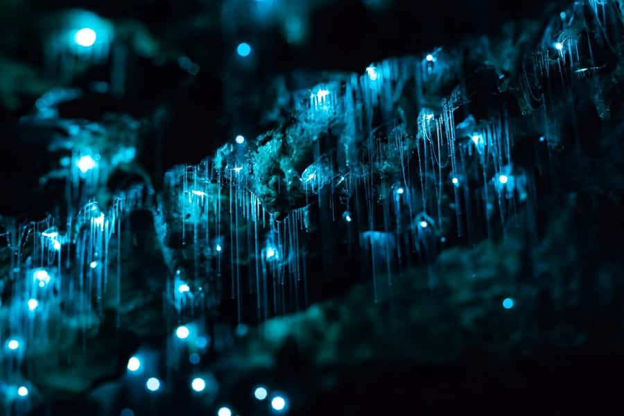 From Auckland: Hobbiton & Waitomo Caves Full-Day Trip - Waitomo Glowworm Caves: boat ride magic with real cave context