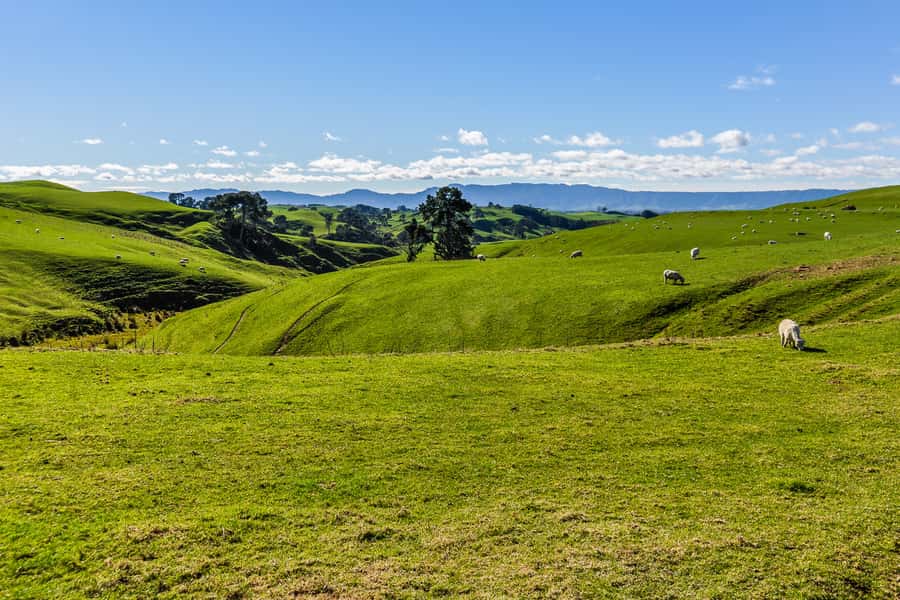 From Auckland or Rotorua: Hobbiton & Waitomo Tour with Lunch - Buffet lunch at Hobbiton Marquee: good food, not a token meal