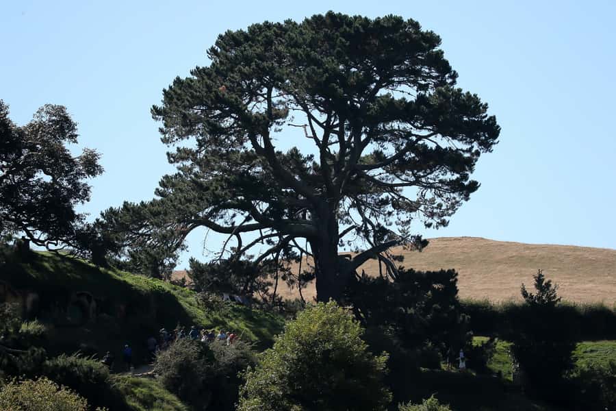 From Auckland or Rotorua: Hobbiton & Waitomo Tour with Lunch - Waitomo Glowworm Caves: walking first, then drifting by boat
