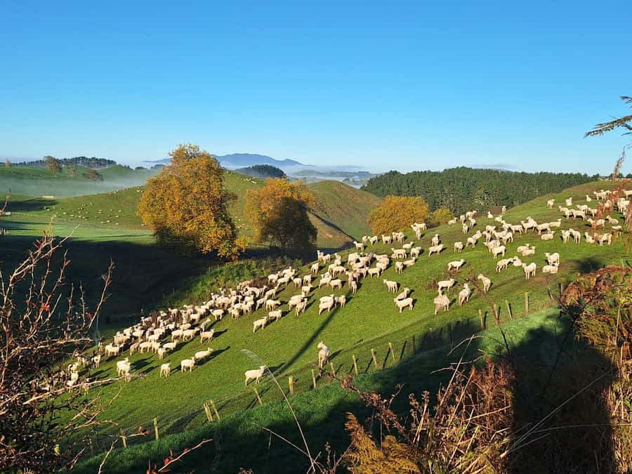 From: Auckland: Rotorua via Hobbiton Tour One Way Tour - Hobbiton’s 2.5-hour guided bus tour: the part you came for