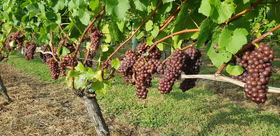 From Auckland: Small Group Kumeu Wine Tour with Lunch - From Auckland to Kumeu Wine Country in a small group