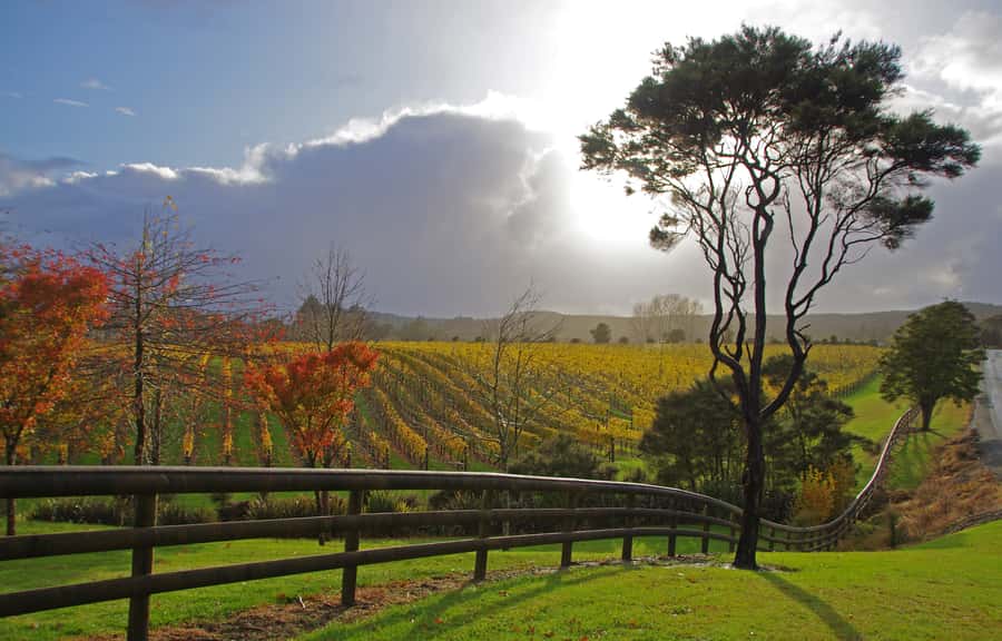 From Auckland: Small Group Kumeu Wine Tour with Lunch - Stop 1: Soljans Vineyard, first tastings that set the tone