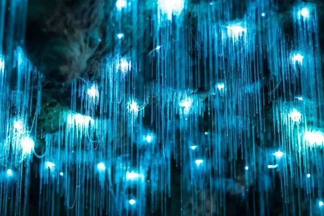 From Auckland: Spellbound, Waitomo Glowworm Cave Small Group Tour - Price and value: what $201.69 actually buys you