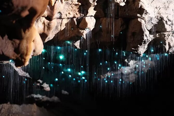 From Auckland: Spellbound, Waitomo Glowworm Cave Small Group Tour - A few practical tips to make your cave day smoother