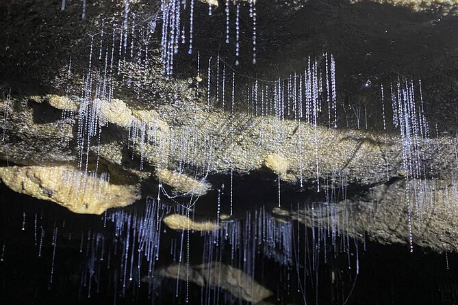 From Auckland: Spellbound, Waitomo Glowworm Cave Small Group Tour - The Auckland drive: pickup at 7:45am, snacks, and a story-filled route