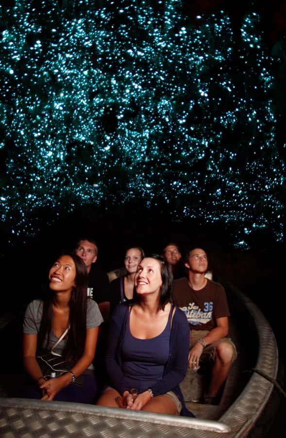 From Auckland: Waitomo Caves and Kiwi House Group Tour - Getting out of Auckland: a long drive that actually matters