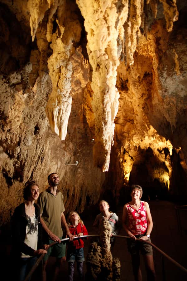From Auckland: Waitomo Caves and Kiwi House Group Tour - Otorohanga Kiwi House: the free-flight dome makes wildlife feel less staged