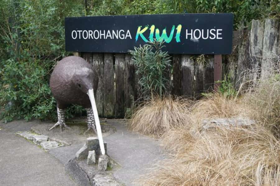 From Auckland: Waitomo Caves and Kiwi House Group Tour - The one guest-room detail to remember: drivers and hearing the guide