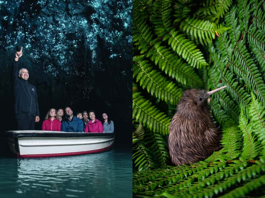 From Auckland: Waitomo Caves and Kiwi House Group Tour - Waitomo Glowworm Caves: what the boat ride is really like