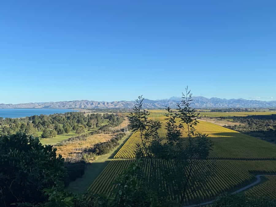 From Blenheim/Picton: Marlborough Gourmet Wine Tasting Tour - Key highlights to know before you go