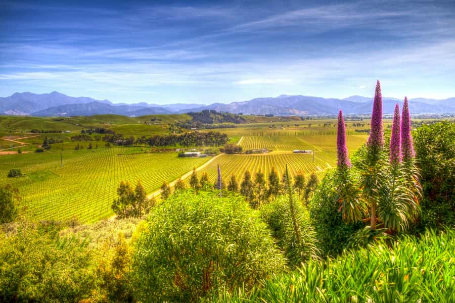From Blenheim/Picton: Marlborough Gourmet Wine Tasting Tour - Wine tastings in the Wairau Valley, from Sauvignon Blanc to surprise varietals