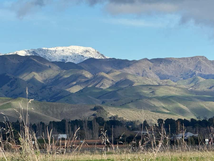 From Blenheim/Picton: Marlborough Gourmet Wine Tasting Tour - Gourmet produce moments: cheese, Manuka honey, oils, and seasonal fruit
