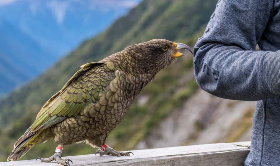 From Christchurch: Arthur's Pass with TranzAlpine & Lunch - Waimakariri Gorge canyon stop and optional jet boat time