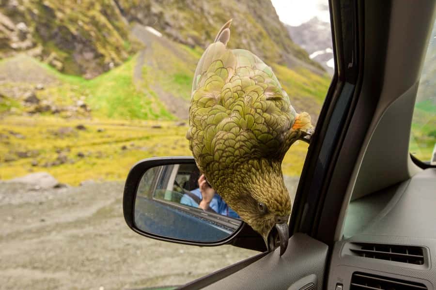 From Christchurch: Arthur's Pass with TranzAlpine & Lunch - Otira Viaduct lookout and the Kea game plan