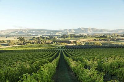 Guided Local Wine Tours in Waipara