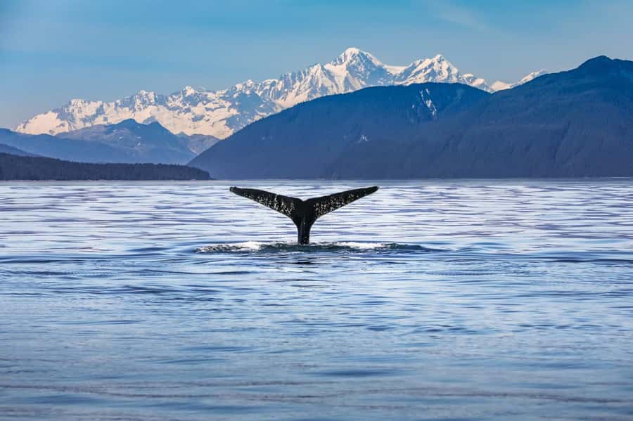 From Christchurch: Kaikōura Day Tour With Dolphin Encounter - Kaikōura, the name, the setting, and why it feels different