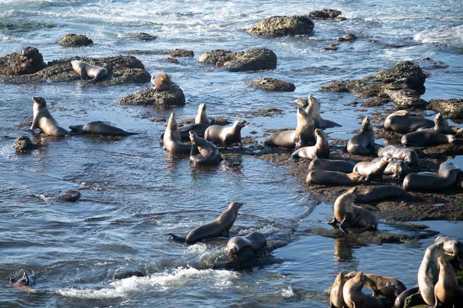 From Christchurch: Kaikōura Day Tour with Whale Watching - Key things I’d put on your radar