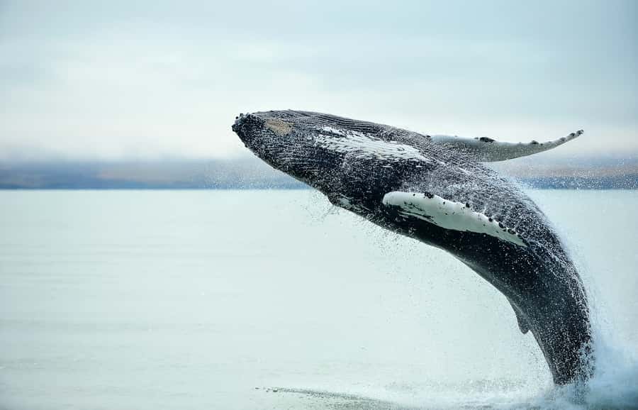 From Christchurch: Kaikōura Day Tour with Whale Watching - Why Kaikōura makes whales feel possible