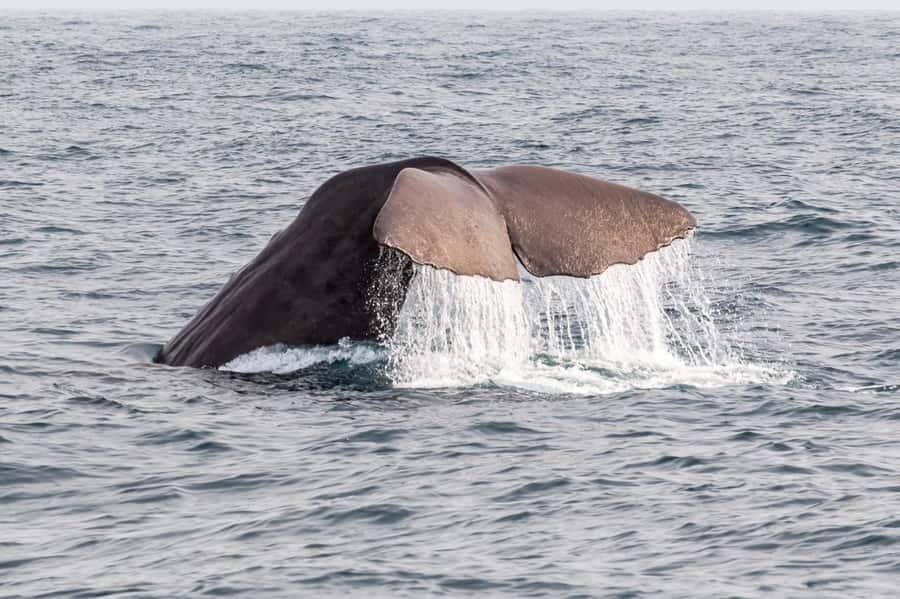 From Christchurch: Kaikōura Day Tour with Whale Watching - The 2-hour cruise: what hydrophones change about whale watching