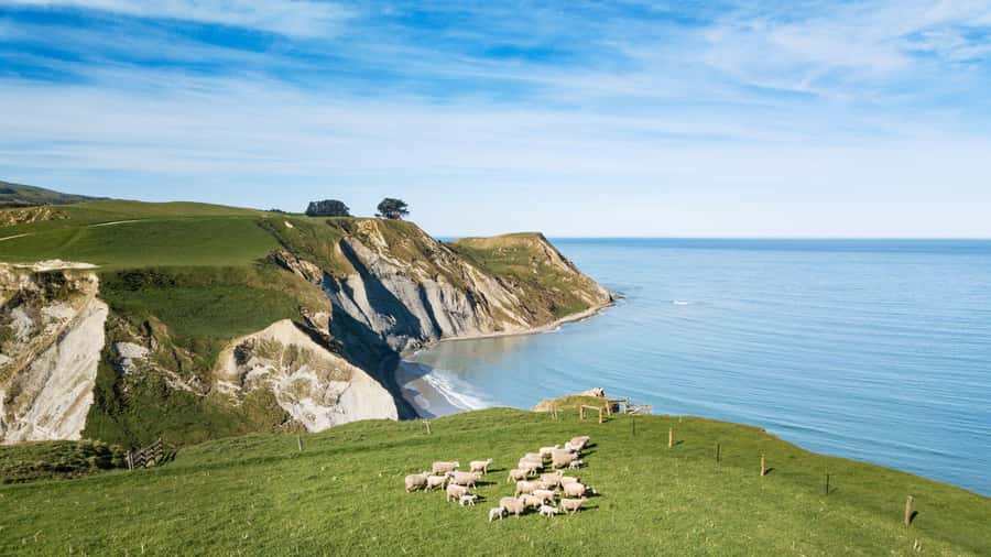 From Christchurch: Sheep Farm Experience with Lunch & Winery - Glenafric Farm: meeting James Hoban and understanding a real operation