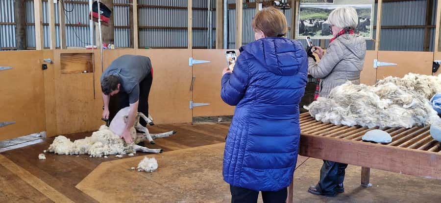 From Christchurch: Sheep Farm Experience with Lunch & Winery - Price and value: is $176 fair for farm access, lunch, and tasting?