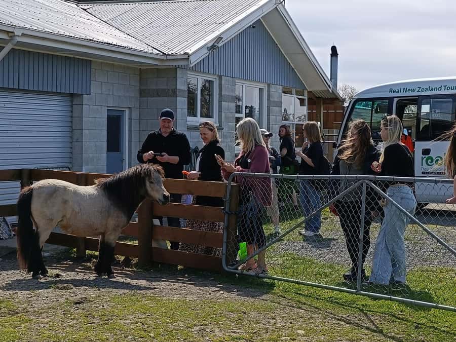 From Christchurch: Sheep Farm Experience with Lunch & Winery - Getting from Christchurch: pickup options, WiFi on the bus, and a quick photo stop