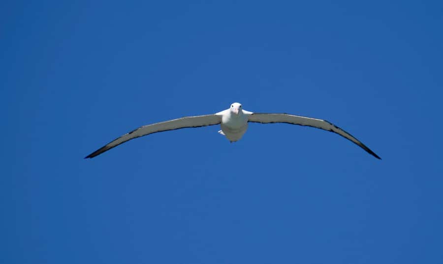 From Dunedin: City, Otago Peninsula & Albatross Guided Tour - Key highlights at a glance
