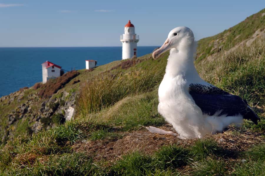 From Dunedin: City, Otago Peninsula & Albatross Guided Tour - From Port Chalmers to The Octagon: how the day starts