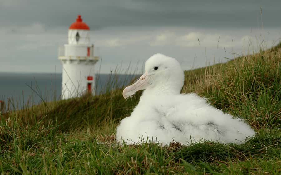 From Dunedin: City, Otago Peninsula & Albatross Guided Tour - The Royal Albatross Centre: your 1-hour guided colony viewing
