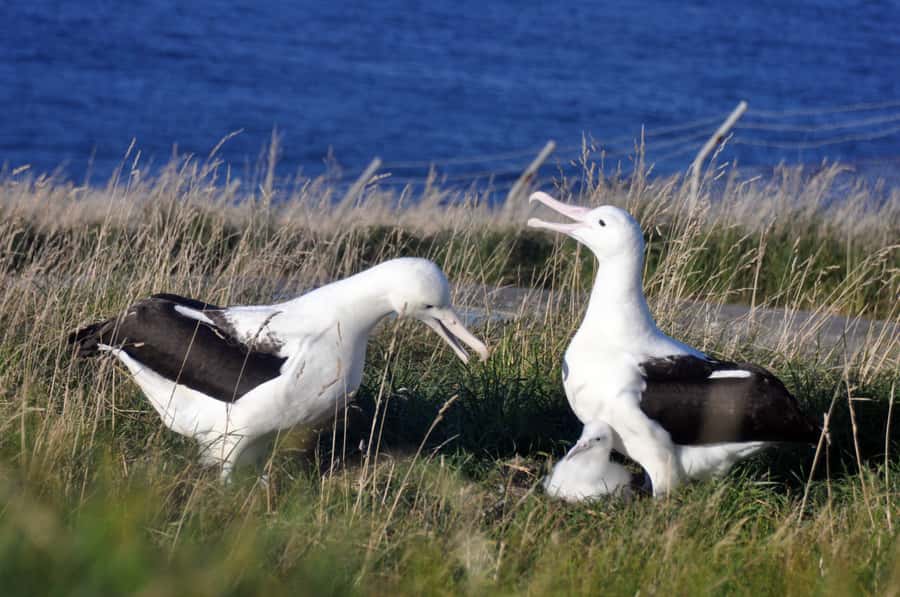 From Dunedin: City, Otago Peninsula & Albatross Guided Tour - Timing and lunch: the part people forget to plan for