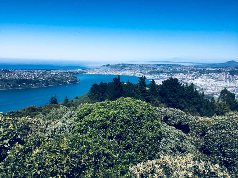 From Dunedin: City, Otago Peninsula & Albatross Guided Tour - Should you book this Dunedin and Otago Peninsula tour?