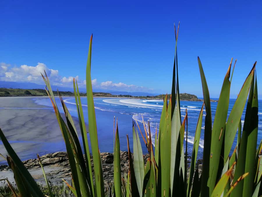 From Greymouth: Highlights West Coast Day Tour - A full day that switches from coast to inland (without feeling chaotic)