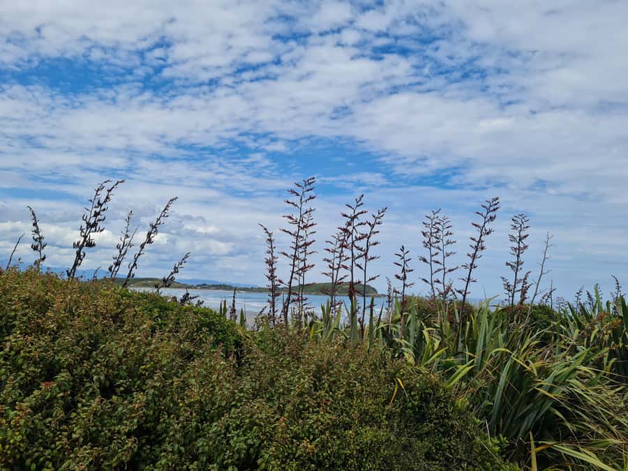 From Greymouth: Highlights West Coast Day Tour - Price and value: is $188 worth it?
