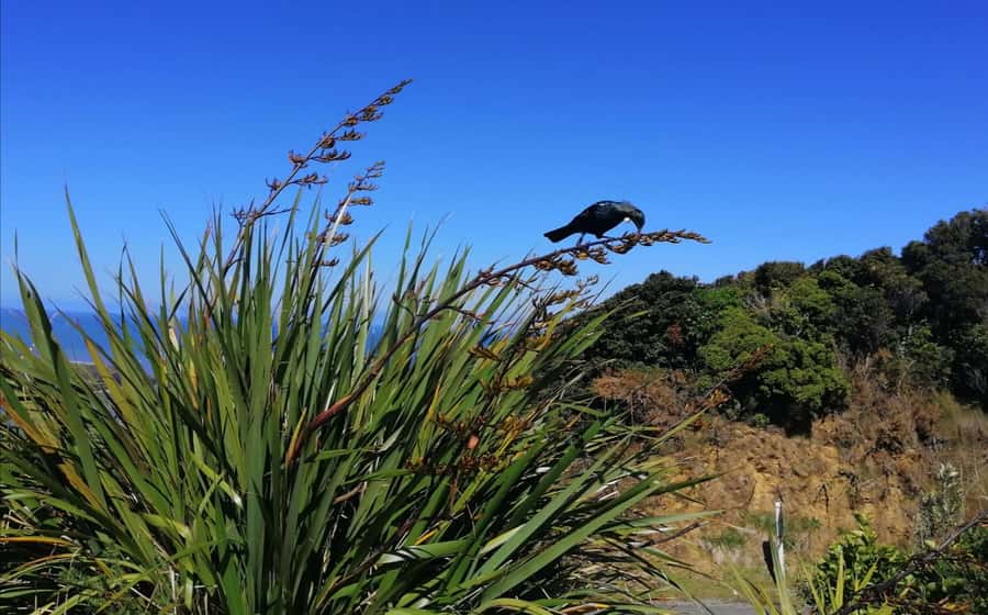 From Greymouth: Highlights West Coast Day Tour - Punakaiki Pancake Rocks: the stop that sets the tone