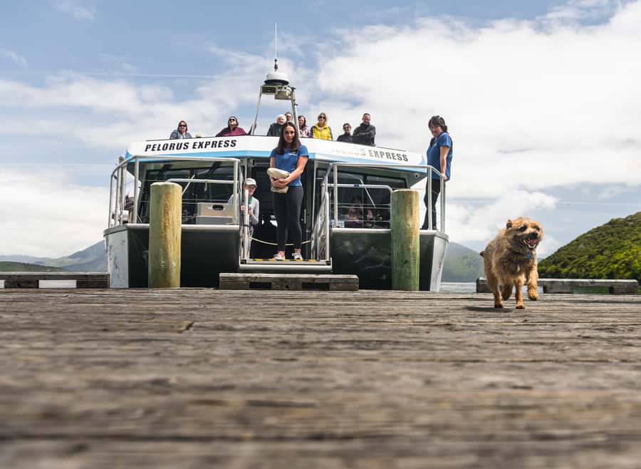 From Havelock: Marlborough Sounds Mail Boat Full-Day Cruise - Key things to know before you go