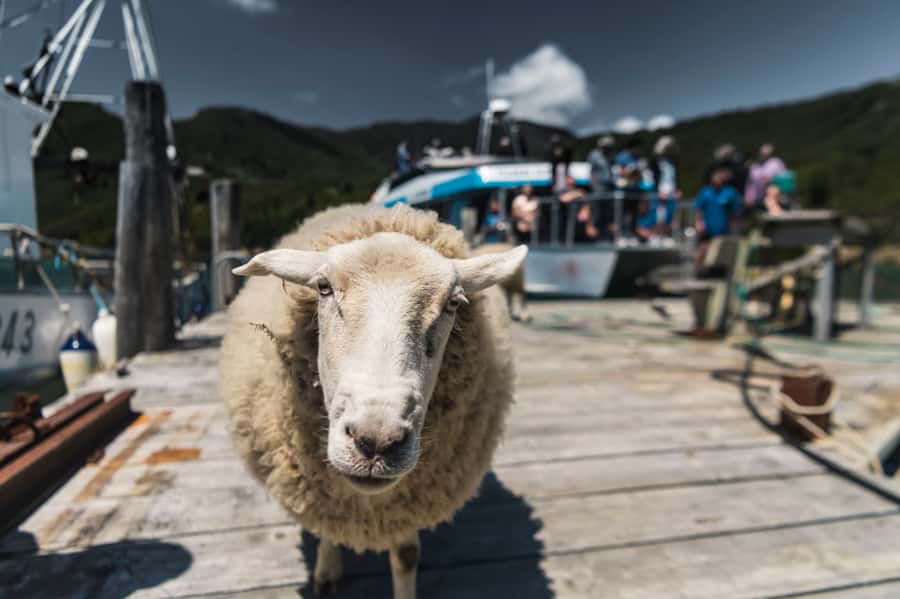 From Havelock: Marlborough Sounds Mail Boat Full-Day Cruise - Remote mail drops and the locals you’ll actually meet