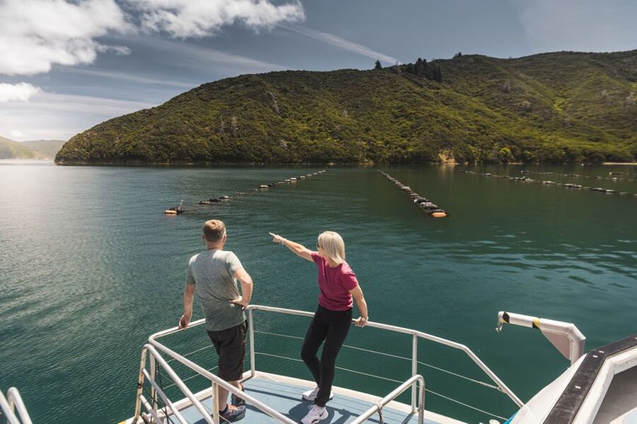 From Havelock: Marlborough Sounds Mail Boat Full-Day Cruise - Weather reality check, and how to avoid a regret day