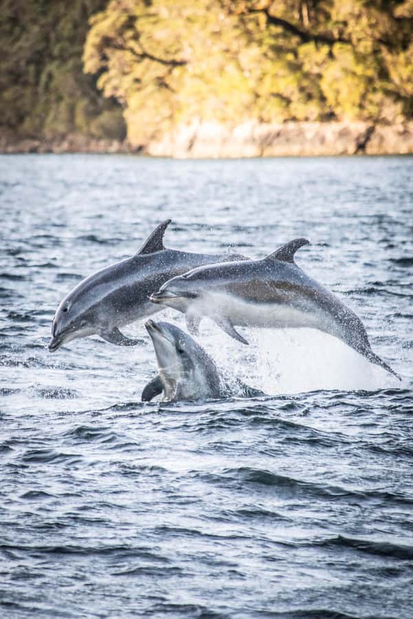 From Manapouri: Doubtful Sound Overnight Cruise - Key points before you go
