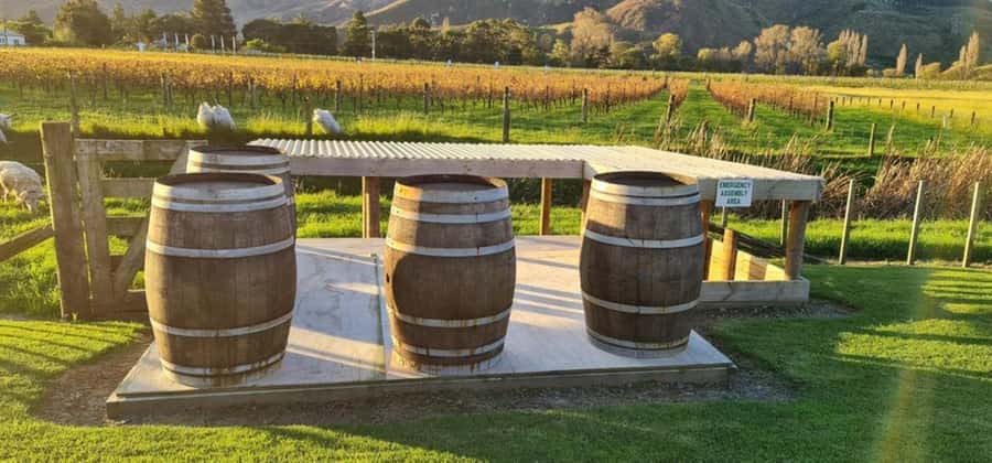 From Napier: Hawke's Bay Small Group Wine Capita Tour - What You Learn (And How the Guide Helps You Taste Better)