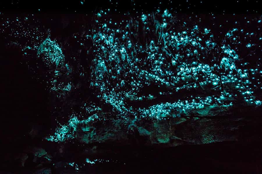 From Paihia: Kawiti Glowworm Caves Guided Tour - Paihia Cruise-Day Logistics: Finding Bay Cabs at the Tender Dock
