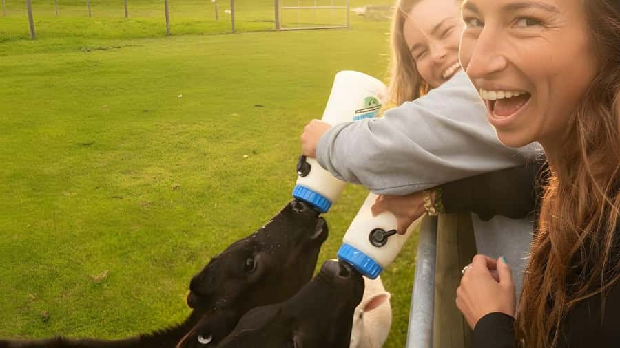 From Queenstown: Coach, Farm Tour & Milford Nature Cruise - Key things I think you will care about