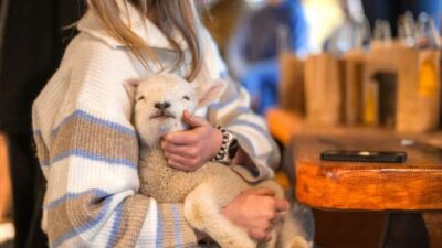 Coach, Farm Tour & Milford Nature Cruise