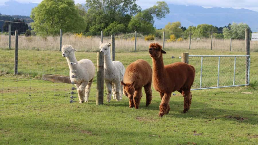 From Queenstown: Coach, Farm Tour & Milford Nature Cruise - The Southern Discoveries app and multilingual commentary you can actually use