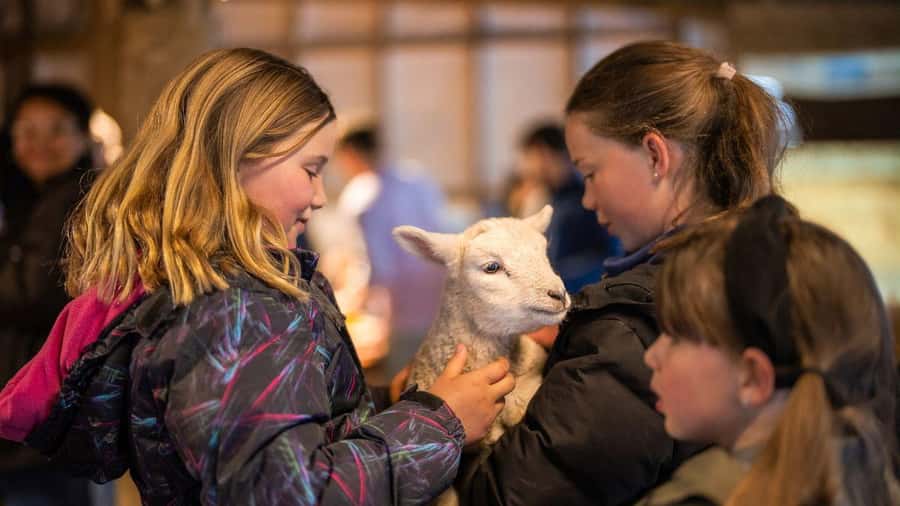From Queenstown: Coach, Farm Tour & Milford Nature Cruise - Comfort, timing, and what to pack for a 13-hour day