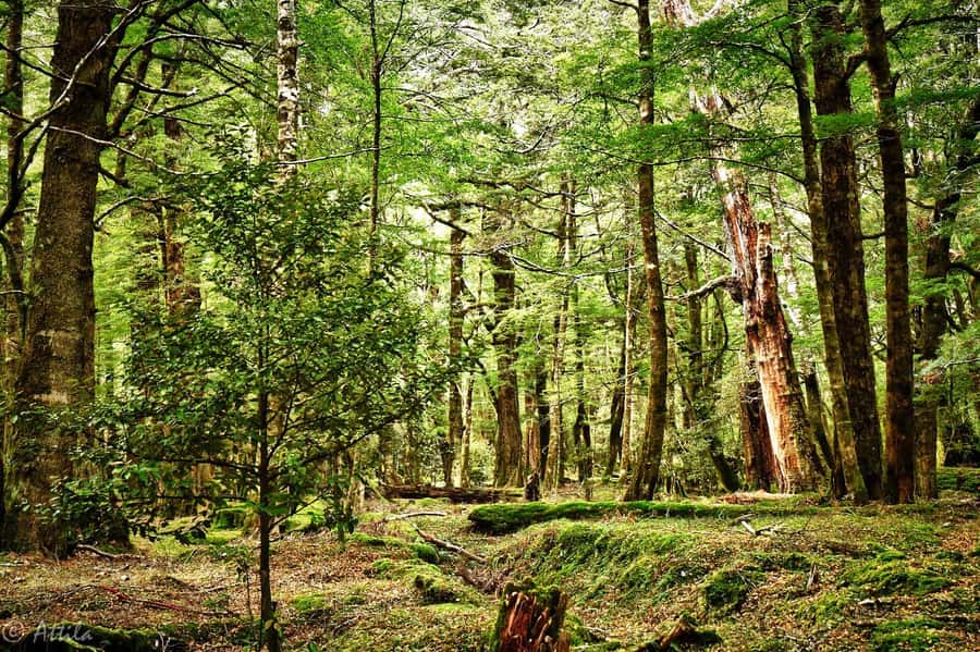 From Queenstown: Lord Of The Rings Tour to Glenorchy - Mount Aspiring National Park and Lothlorien Forest costume photos