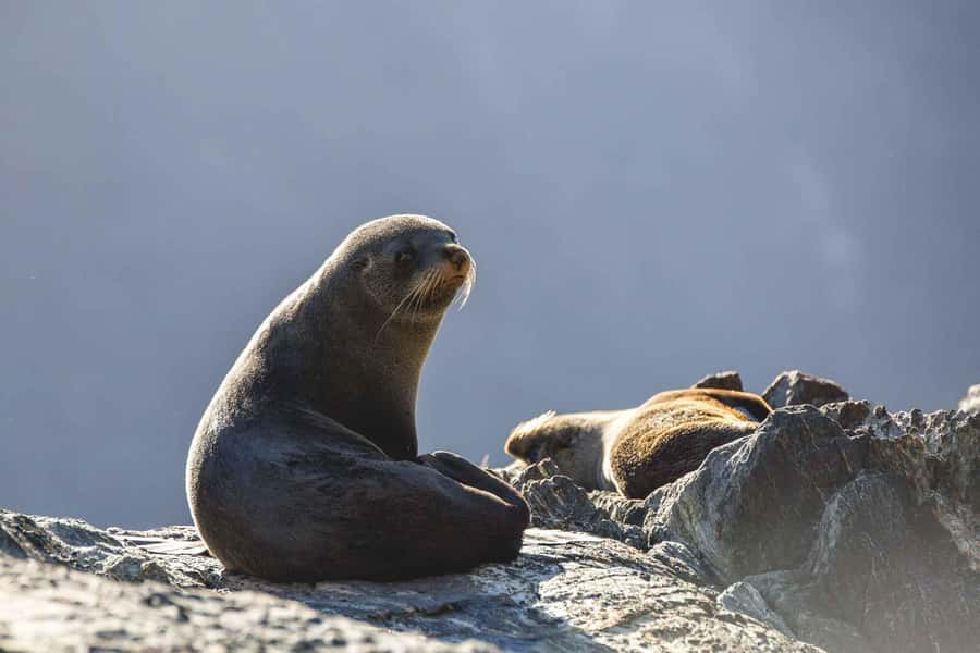 From Queenstown: Milford Sound Cruise and Coach Day Tour - Who this Milford Sound cruise is best for