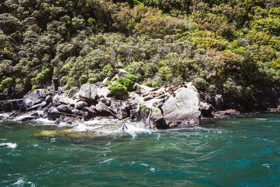From Queenstown: Milford Sound Cruise and Scenic Drive - Falls and points you’ll pass on the route